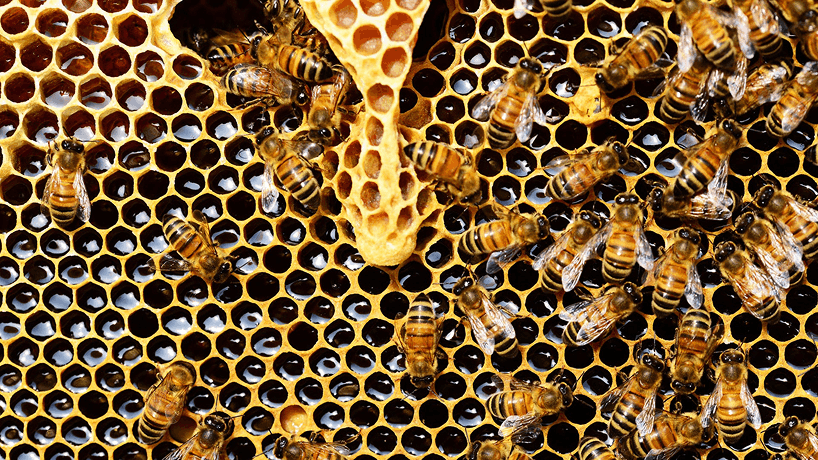 Apicultura Sustentável